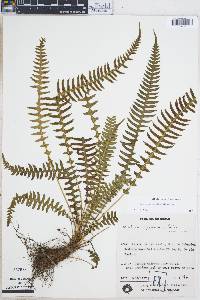 Blechnum asplenioides image