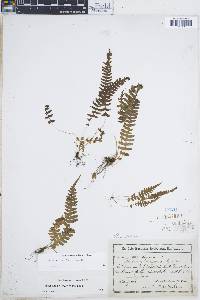 Blechnum asplenioides image