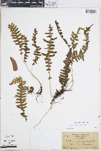 Blechnum asplenioides image