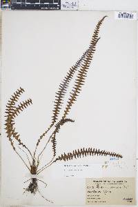 Blechnum asplenioides image