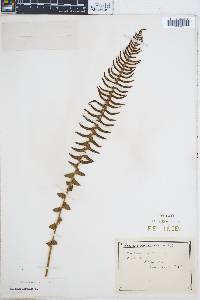 Blechnum australe image