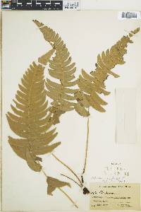 Blechnum occidentale image