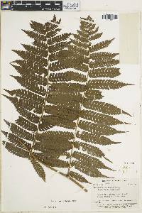 Cyathea andina image