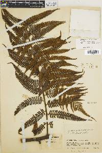 Cyathea chimborazensis image