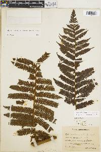 Cyathea grata image