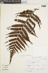 Cyathea macrocarpa image