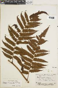 Cyathea macrocarpa image