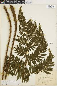 Cyathea microdonta image