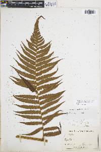 Cyathea poeppigii image