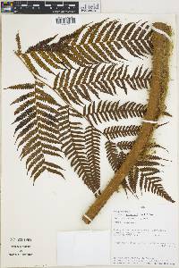 Cyathea poeppigii image