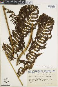 Cyathea rufa image