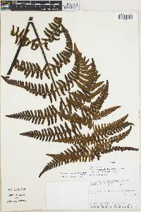 Image of Cyathea serpens