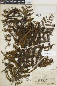 Cyathea pallescens image