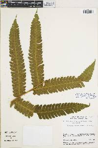 Cyathea uleana image