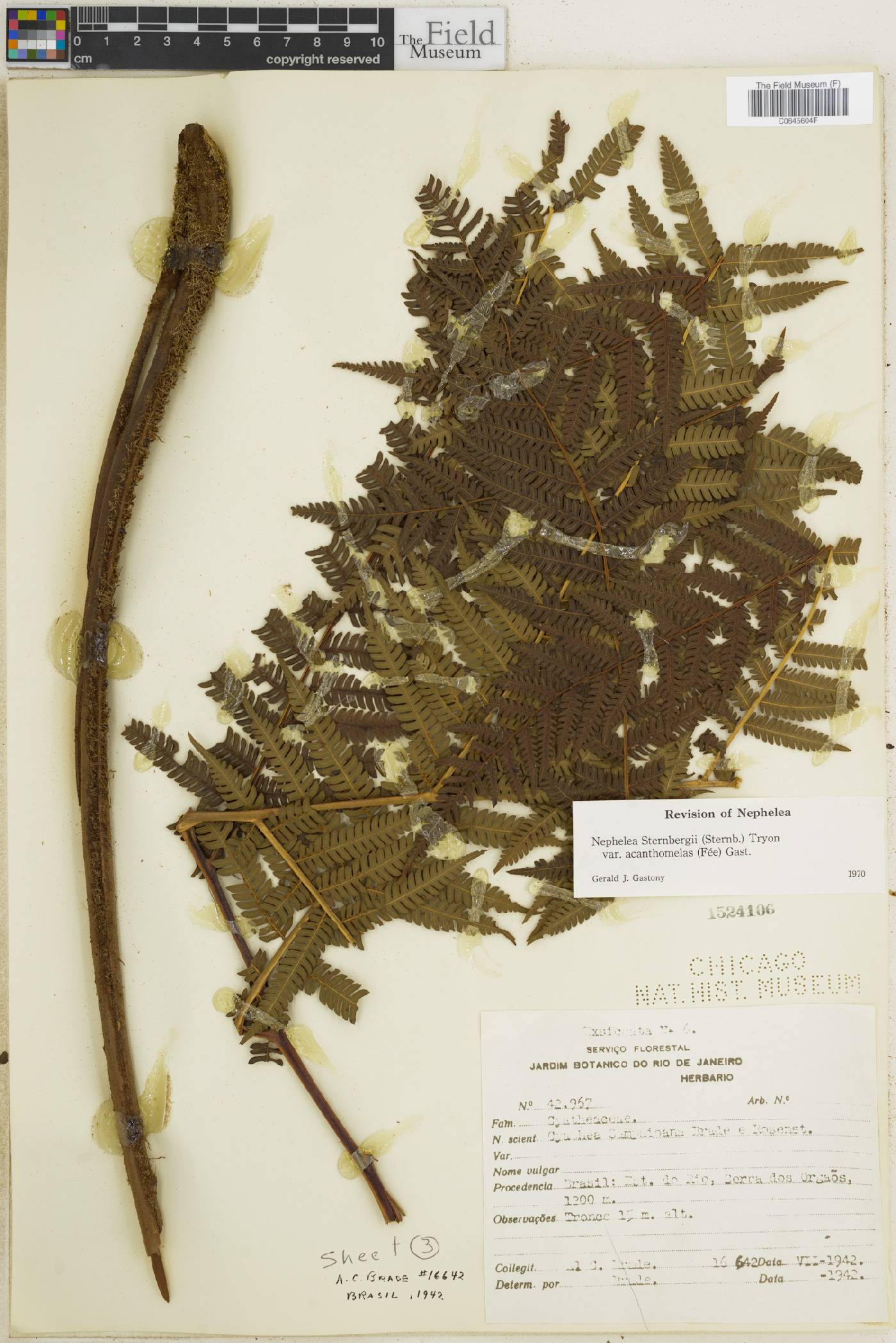 Alsophila sternbergii var. acanthomelas image