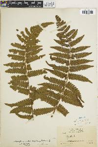 Cyathea cyatheoides image