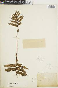 Cyathea aspera image