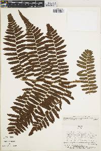 Cyathea atrovirens image