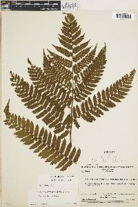 Cyathea lechleri image