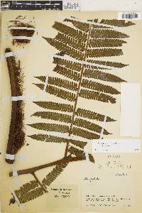 Cyathea nigripes image