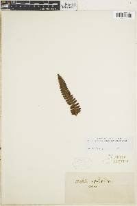 Cyathea phegopteroides image