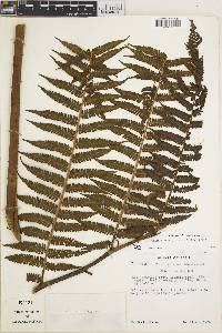 Cyathea pungens image