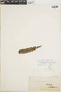 Cyathea bipinnatifida image