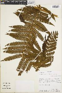 Cyathea tryonorum image