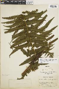 Dennstaedtia cornuta image