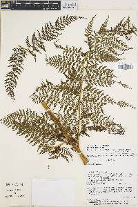 Dennstaedtia glauca image