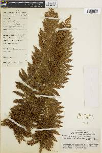 Dicksonia brackenridgei image