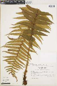 Dryopteris wallichiana image