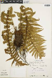 Dryopteris borreri image