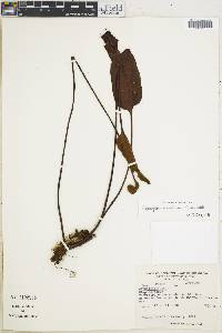 Elaphoglossum castaneum image