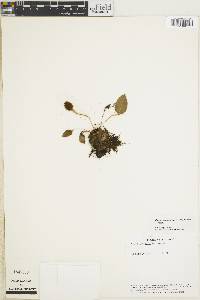 Elaphoglossum lindenii image