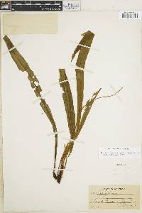 Elaphoglossum poeppigianum image