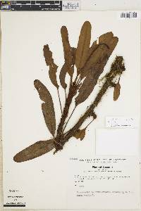 Elaphoglossum vulcanicum image