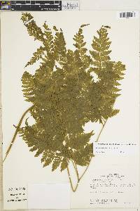 Parapolystichum effusum subsp. effusum image