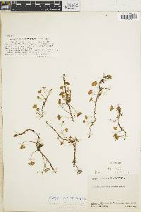 Elaphoglossum peltatum f. flabellatum image