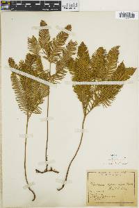 Sticherus cryptocarpus image