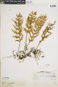 Hymenophyllum caudiculatum image