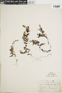 Hymenophyllum tegularis image