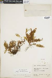 Hymenophyllum tegularis image
