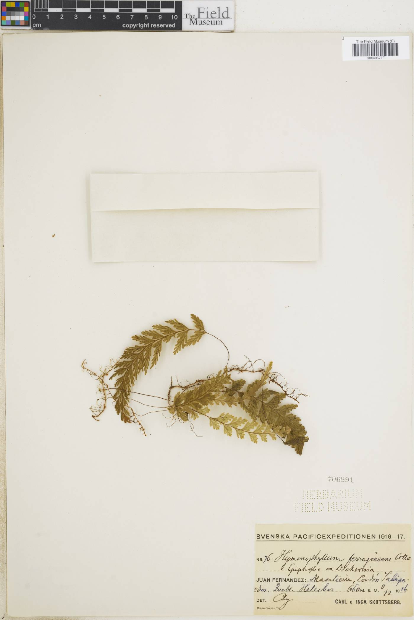 Hymenophyllum ferrugineum image