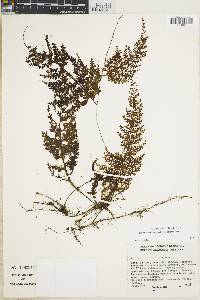 Hymenophyllum microcarpum image