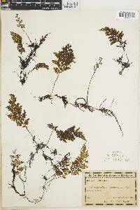 Hymenophyllum myriocarpum image