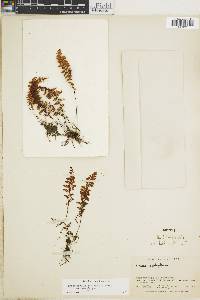 Hymenophyllum myriocarpum var. myriocarpum image