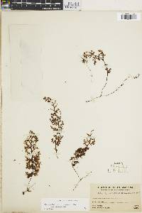 Hymenophyllum myriocarpum var. myriocarpum image