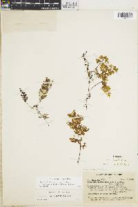 Hymenophyllum myriocarpum var. endiviifolium image
