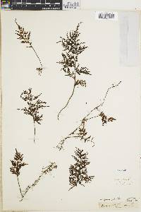 Hymenophyllum seselifolium image